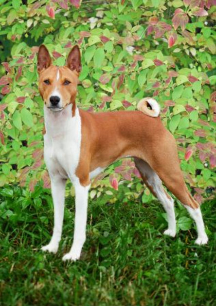basenji alapocas puppies breeder