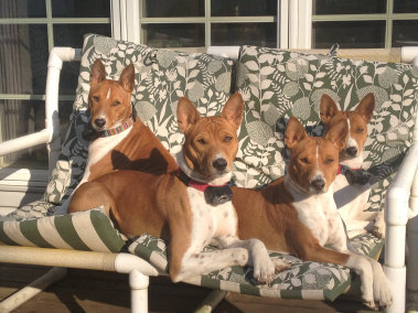 basenji puppies alapocas breeder