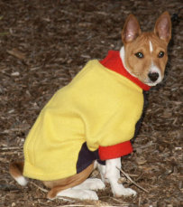 basenji puppies alapocas breeder eddie