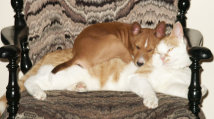 basenji puppies alapocas breeder eddie