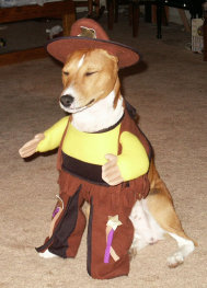 basenji puppies alapocas breeder eddie