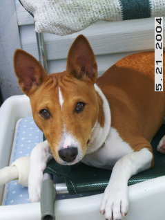 basenji puppies alapocas breeder eddie