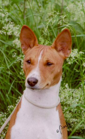 basenji puppies alapocas breeder lola