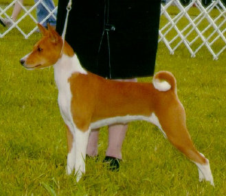 basenji puppies alapocas breeder lola