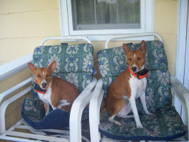 basenji puppies alapocas breeder lola