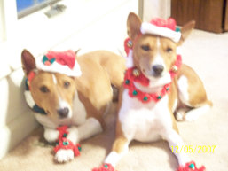 basenji puppies alapocas breeder lola eddie