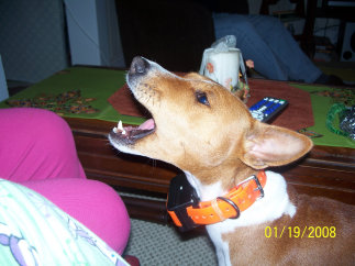 basenji puppies alapocas breeder lola