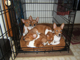 basenji puppies alapocas breeder