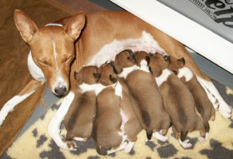 basenji puppies alapocas breeder