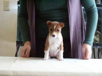 basenji puppies alapocas breeder