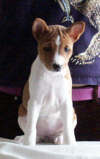 basenji puppies alapocas breeder