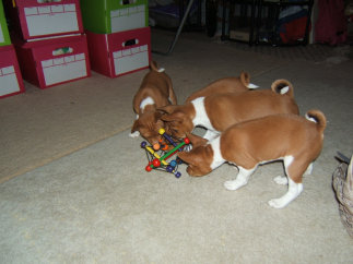 basenji puppies alapocas breeder