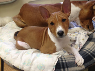 basenji puppies alapocas breeder