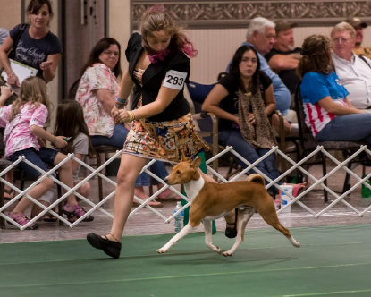 basenji puppies alapocas breeder simon