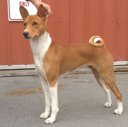 basenji puppies alapocas breeder simon