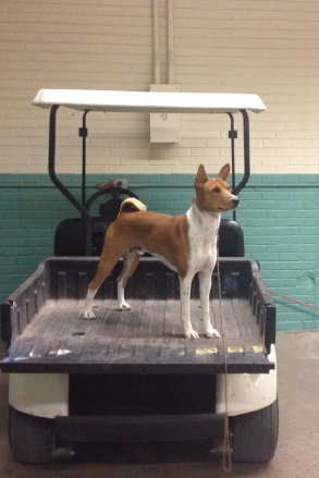 basenji puppies alapocas breeder simon