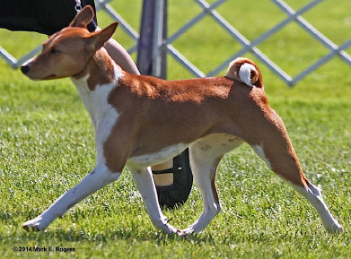 basenji puppies alapocas breeder gala