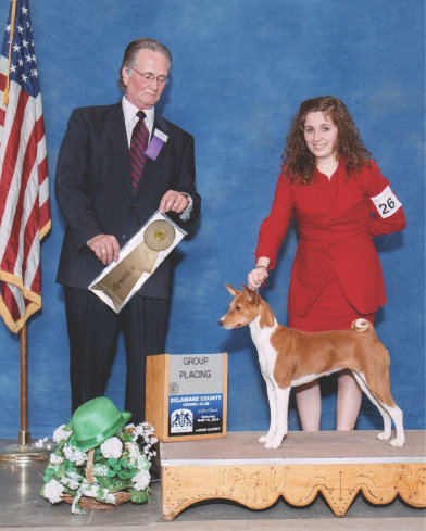 basenji puppies alapocas breeder gala