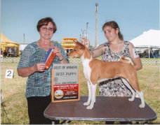 basenji puppies alapocas breeder gala