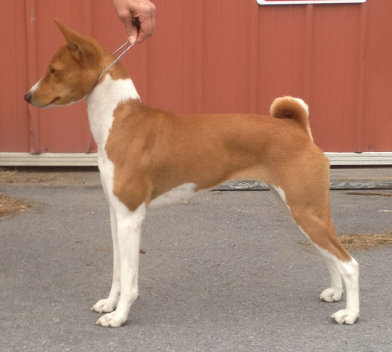 basenji puppies alapocas breeder gabby