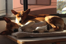basenji puppies alapocas breeder gabby