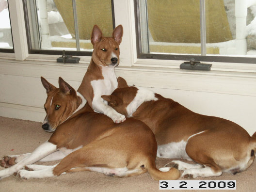 basenji puppies alapocas breeder texas
