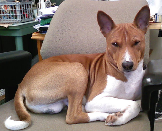 basenji puppies alapocas breeder texas