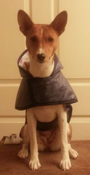 basenji puppies alapocas breeder gala