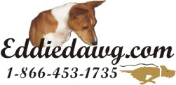 basenji puppies alapocas breeder